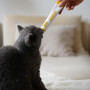 Паста для кошек GimCat Cheese Biotin Paste сырная с биотином, 100 г