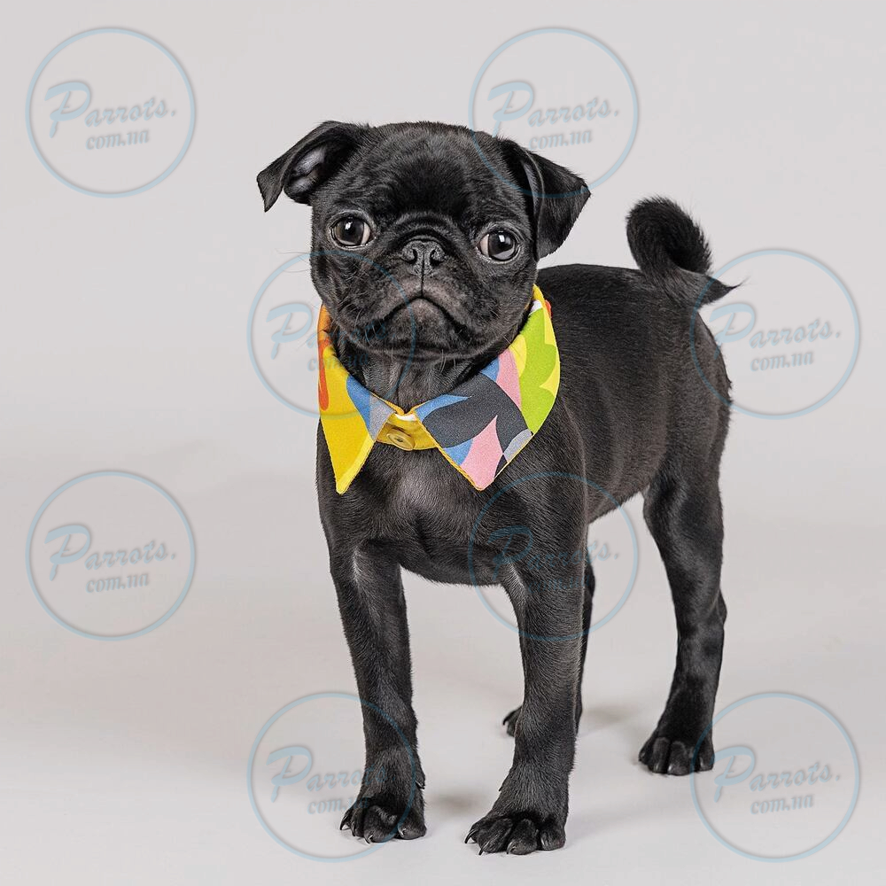 Комірець Pet Fashion «Bright» для собак, розмір S-М, жовтий