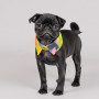 Воротник Pet Fashion «Bright» для собак, размер XS-XS2, желтый
