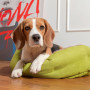 Лежак Pet Fashion «Brig» для собак, 58х48х20 см, лайм