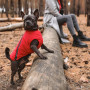 Жилет Pet Fashion «E.Vest» для собак, розмір XL, червоний