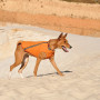 Жилет Pet Fashion «E.Vest» для собак, розмір XL, помаранчевий