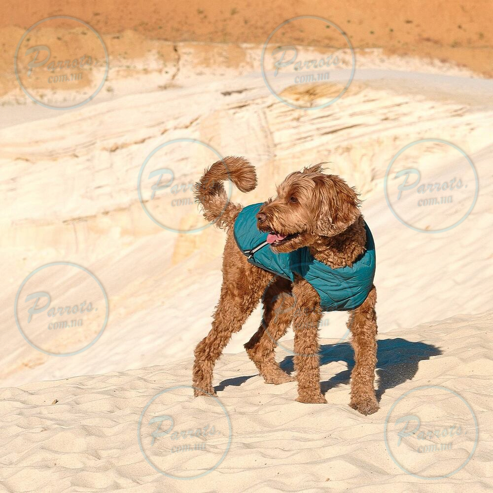 Жилет Pet Fashion «E.Vest» для собак, розмір S, морська хвиля