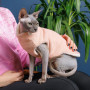 Светр Pet Fashion «Cat» для кота, розмір L, персик
