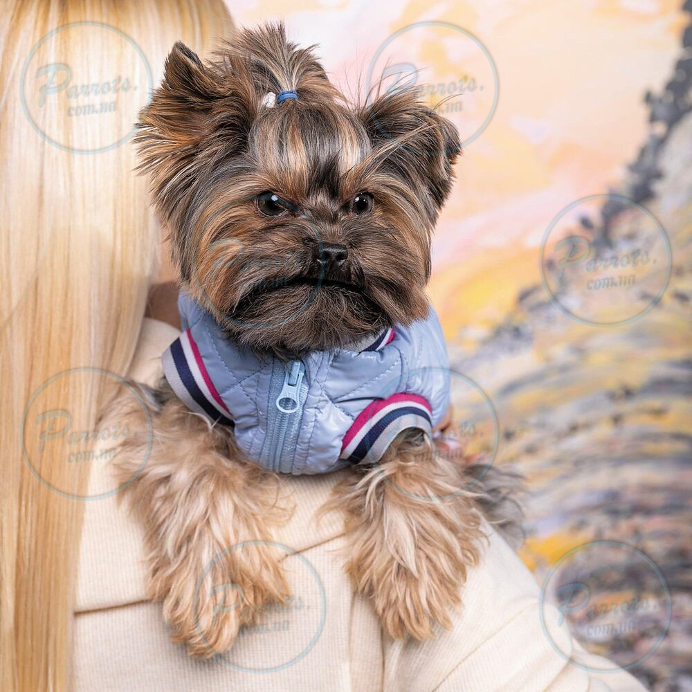 Бомбер Pet Fashion «Spike» для собак, розмір XS2, блакитний