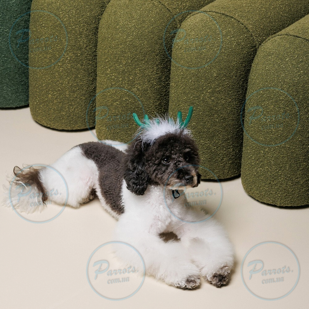 Аксесуар-ріжки Pet Fashion "Deer" для собак, розмір M-L, зелені