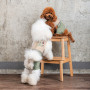 Шлея-костюм Pet Fashion для собак Patrik S