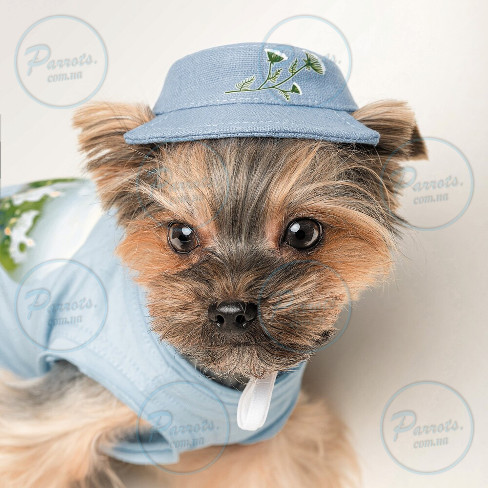 Панама Pet Fashion для собак Blue XS з квітковим принтом