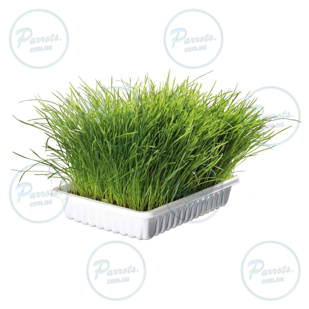 Трава Trixie Soft Grass для котів та кошенят контейнер пластик 100 г
