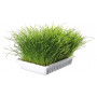 Трава Trixie Soft Grass для котів та кошенят, контейнер, 100 г