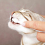 Зубная паста Trixie для кошек со щеткой, 50 г